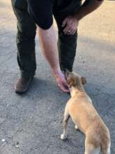 assistance to pet owners in need