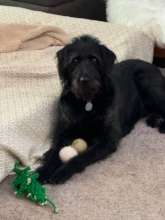 Eddy (formerly Slash) in his forever home