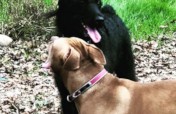Help Displaced Pets of the Deported