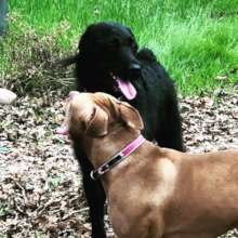 Help Displaced Pets of the Deported