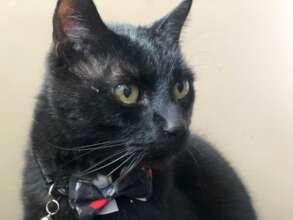 Sir Midnight was orphaned when his owner died