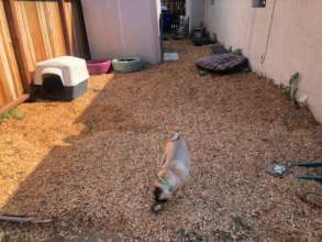 our dog sensory garden is coming along