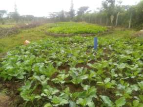 Adult Program vegetable garden