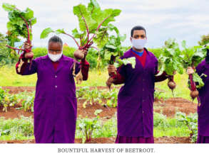 A bountiful harvest of beetroot.