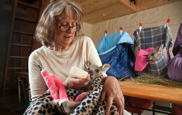 Wildlife Emergency Appeal