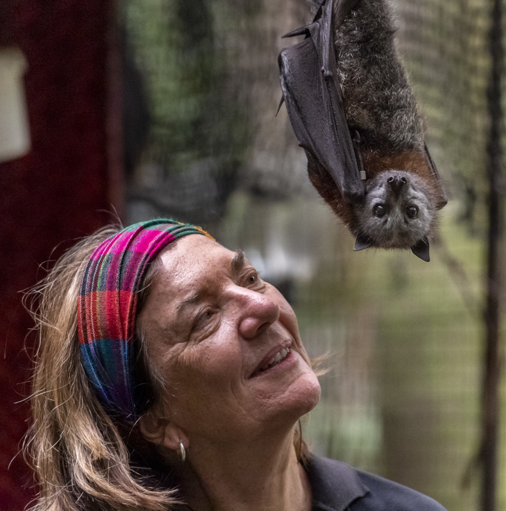 Wildlife-Volunteer-Looking-at-Bat