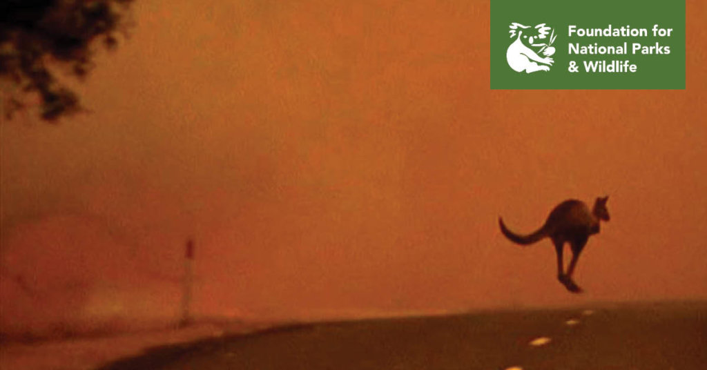 Wildlife Emergency Appeal