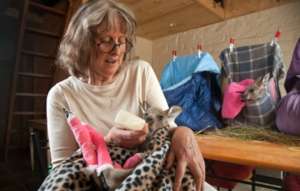 Wildlife-Volunteer-Caring-for-Joeys