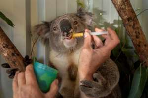 Burnt Koala