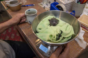 Baby Bat