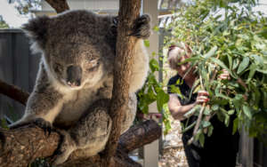Koala-and-Carer