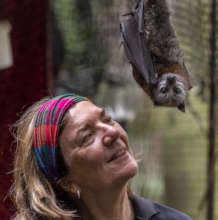 Wildlife-Volunteer-Looking-at-Bat