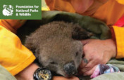 Wildlife Emergency Appeal