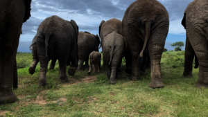 Khanyisa walking with her herd