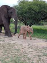 Khanyisa walking