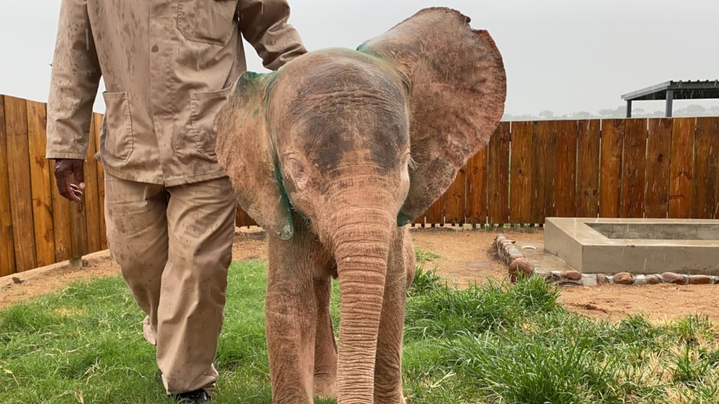 HERD - Baby Albino Elephant Khanyisa's Fundraiser