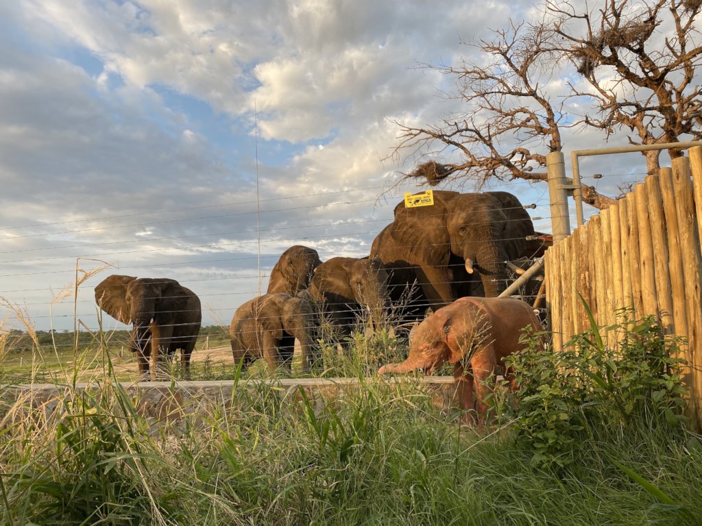 HERD - Baby Albino Elephant Khanyisa's Fundraiser