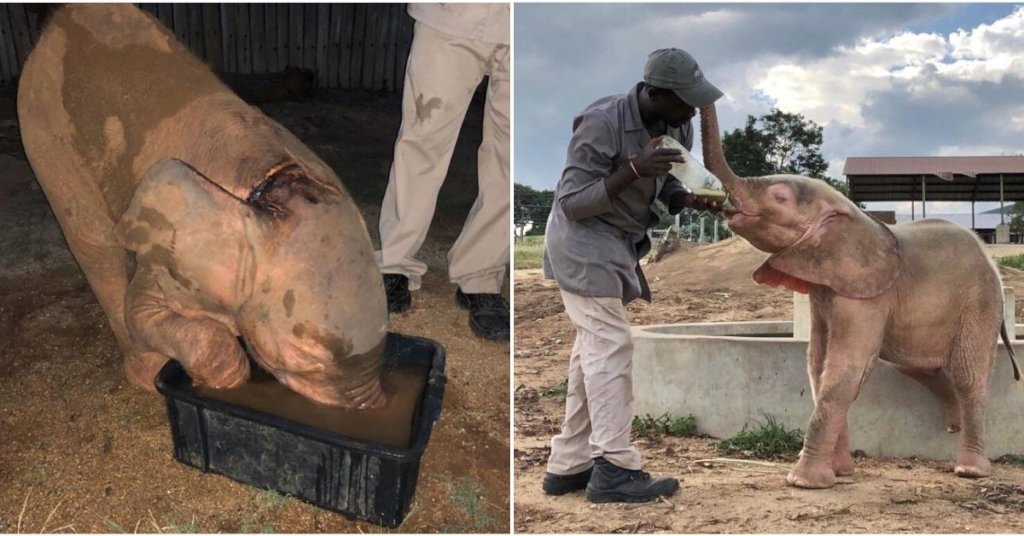 HERD - Baby Albino Elephant Khanyisa's Fundraiser