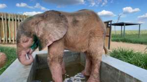 Khanyisa in water trough