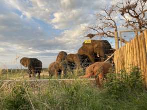 Khanyisa with the herd in the backgroung