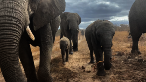 Khanyisa walking with her new herd