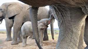 HERD - Baby Albino Elephant Khanyisa's Fundraiser