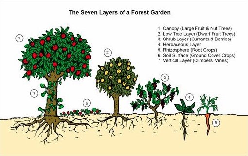 Build 10 Forest Gardens in Cape Town by Dec 2020