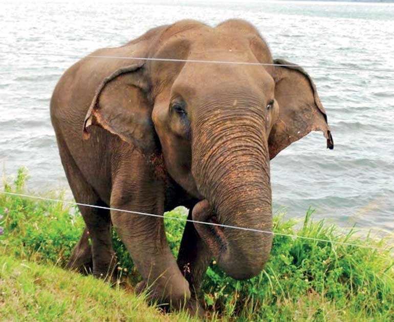 RESCUE ENDANGERED ELEPHANTS IN SRI LANKA