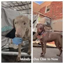 Mandy-Off to Her New Life