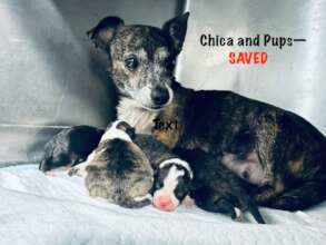 Chica and her Puppies