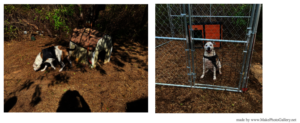 Chained to a cold doghouse no more
