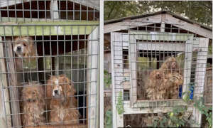 We emptied this backyard prison with your help