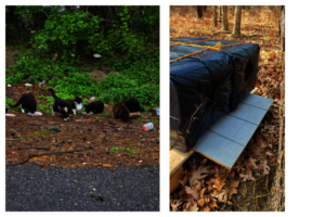 Feeding a Colony and Cozy Shelters for Colony Cats