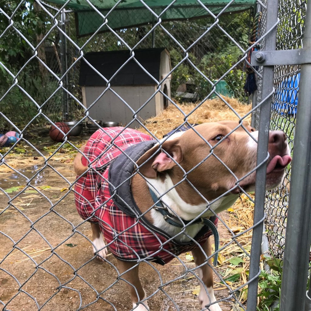 New yard, new house, new coat. NO CHAIN.