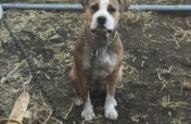 Getting Dogs Off Chains
