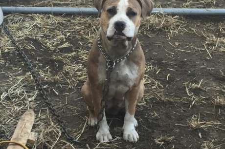 Getting Dogs Off Chains