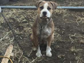 Getting Dogs Off Chains