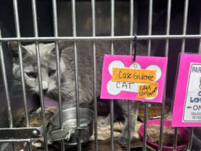 Now safe from the BB cat killers