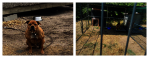 Living chained under a shed no more