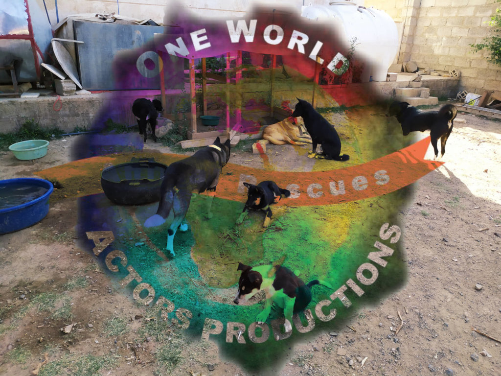 Stray Animal Rescue Shelter & CNVA anti Rabies