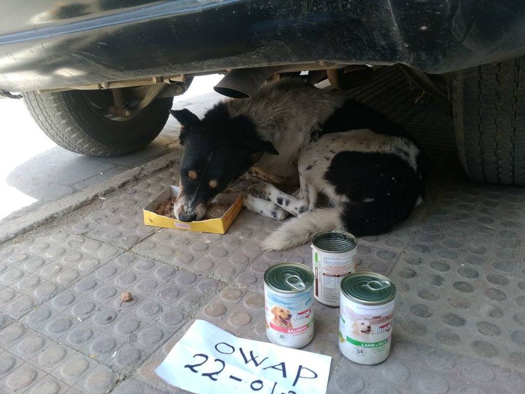 Stray Animal Rescue Shelter & CNVA anti Rabies
