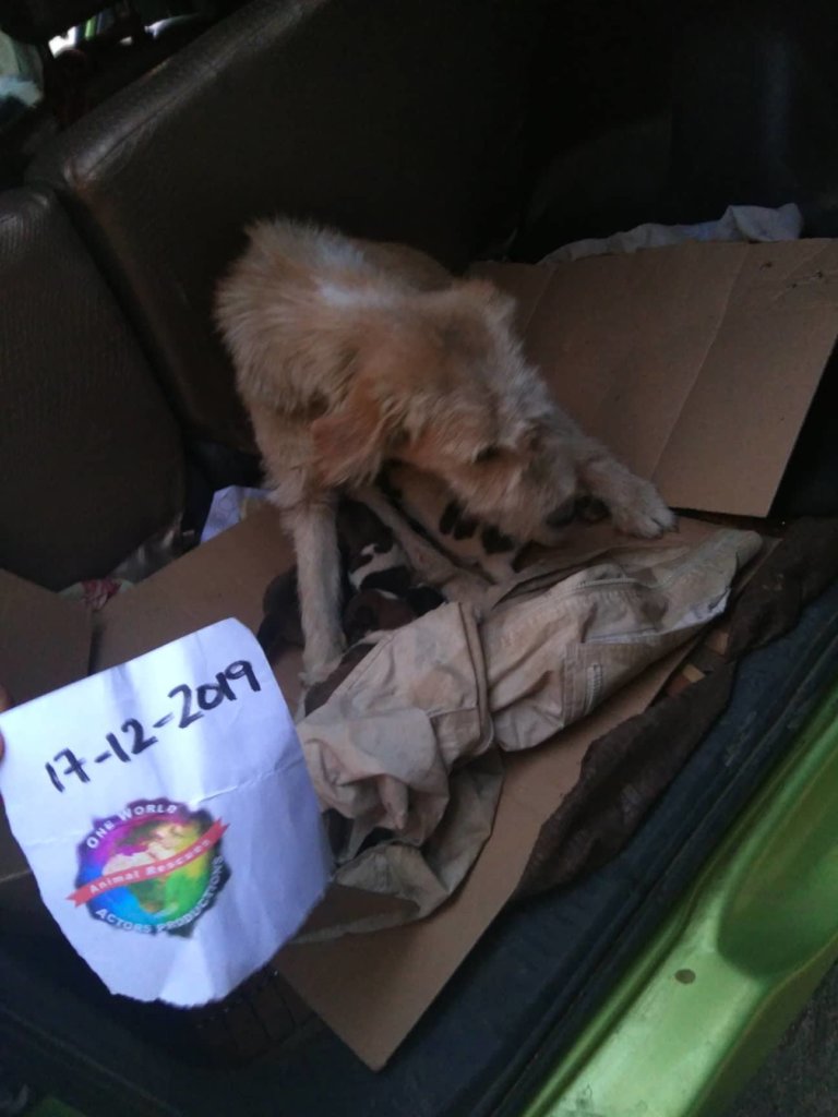 Stray Animal Rescue Shelter & CNVA anti Rabies