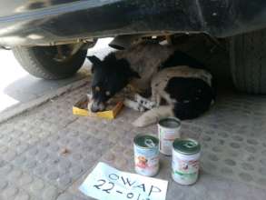 Rescue food and vet care for Yemen's stray dog
