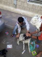 OWAP bringing vet care to the street
