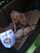 OWAP gets MILA & her pups off those deadly streets