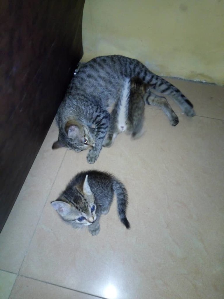 Help Feed, Rescue over 1000 cats and dogs, GlobalGiving