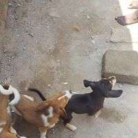 Stray street puppies