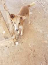 Rescued puppy