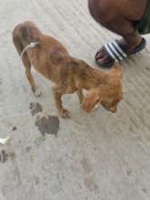 Rescued puppy receiving subcutaneous infusion