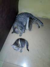 Rescued kittens